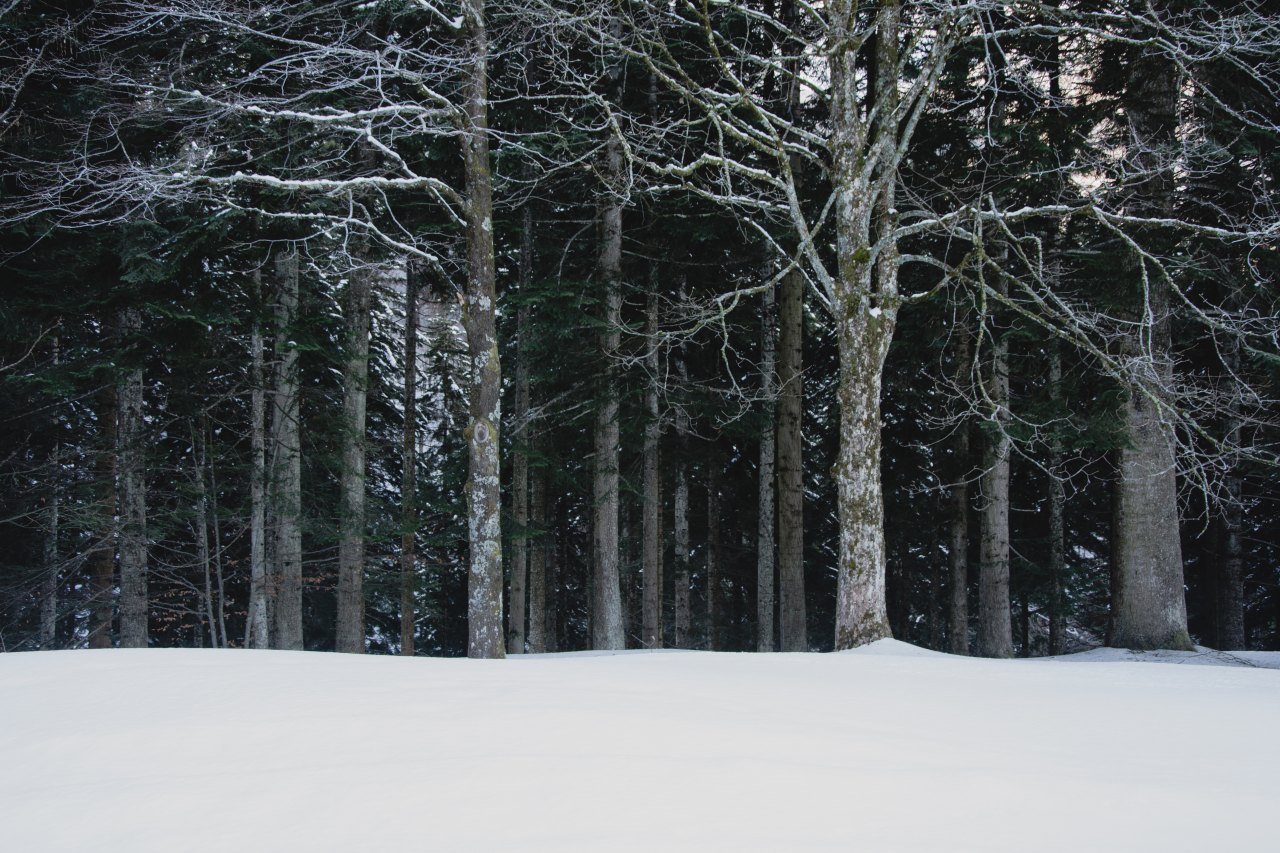Winter trees. 