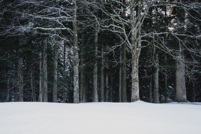 Winter trees - Open