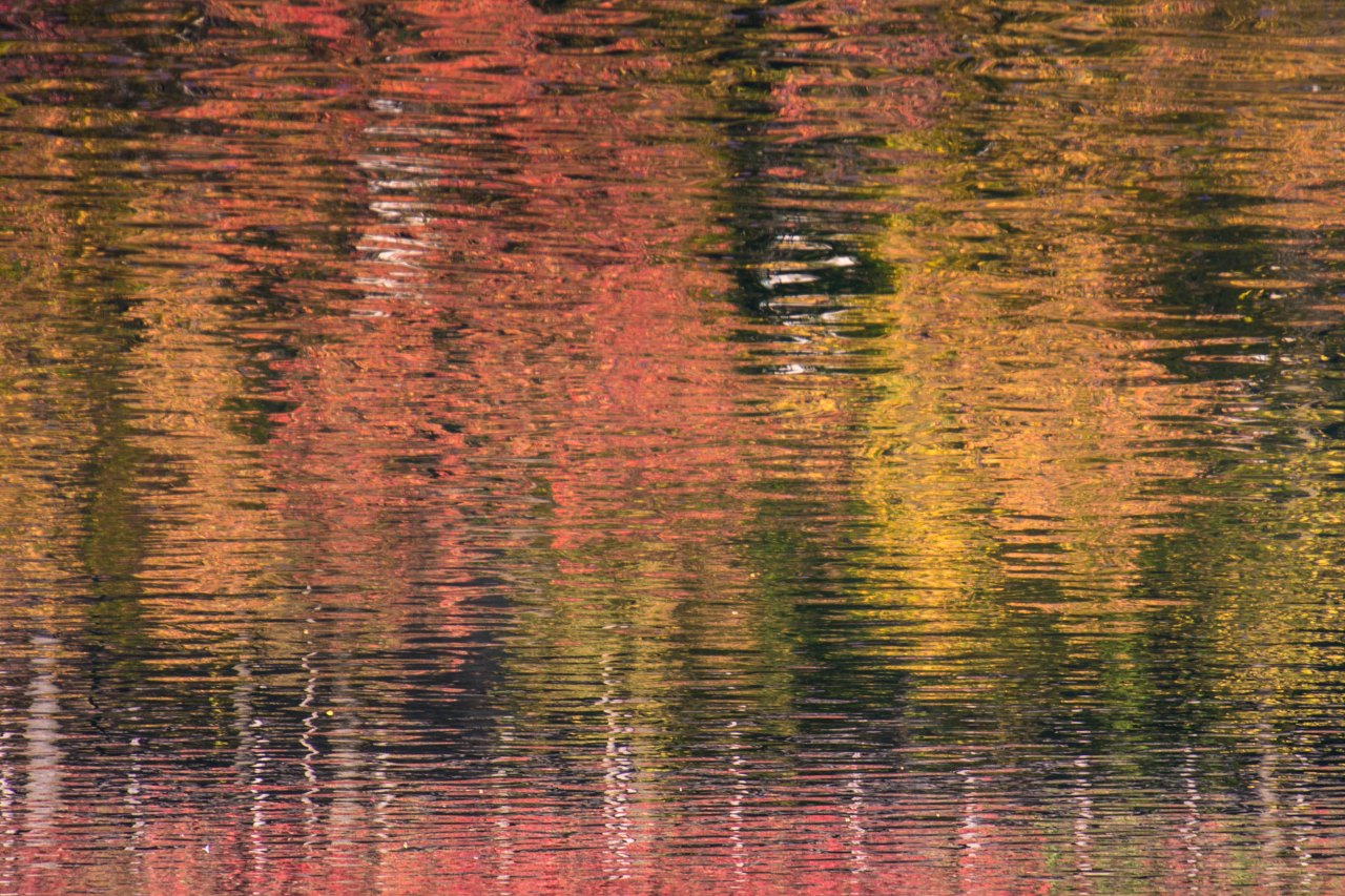 Autumn reflections. 