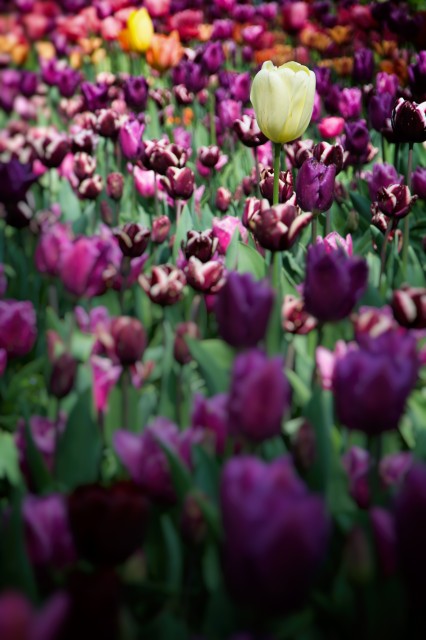Tulips | 4 - Open