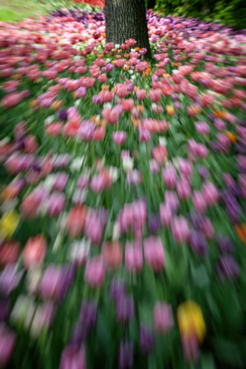Blurred Tulips. 