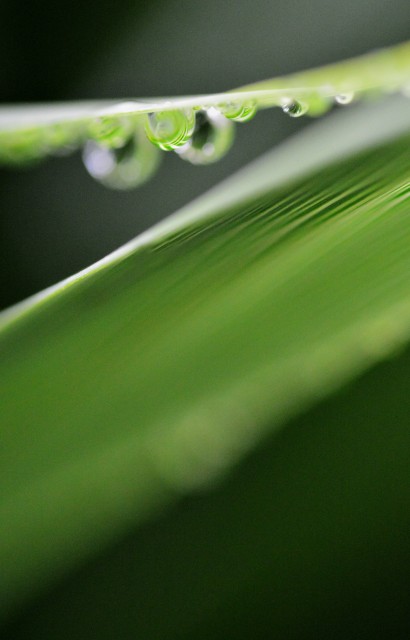 Foglia e acqua - 
