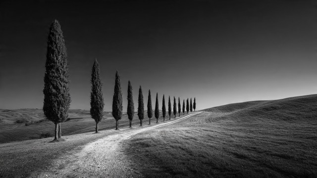 Cipressi, Val d'Orcia - 